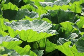 green large leaves in the park close-up