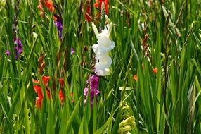 flower bed of gladiolus