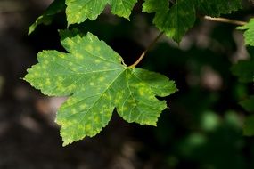 green leaves in spots in bright sun close up