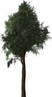 Cypress Tree drawing