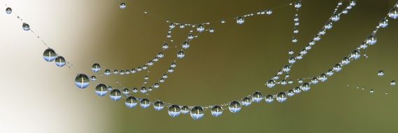 Water on the cobweb