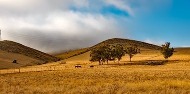 horses on a ranch in California