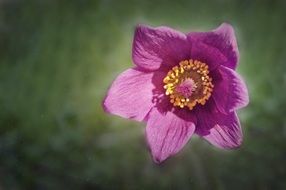 unusually beautiful Common Pasque Flower