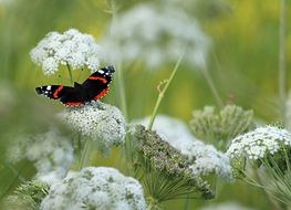 black butterfly with bright stripes on white wildflowers