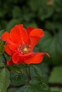 Closeup photo of Red flower in the garden