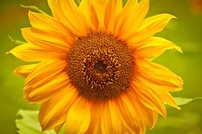 blooming sunflower on the meadow
