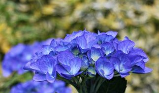blue Hydrangea flowers macro view