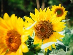 young sunflowers in summer