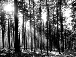 sunlight among forest trees, black and white