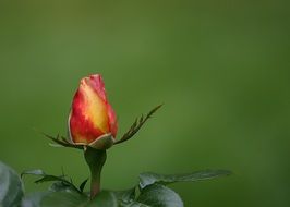 rose bud on a green background
