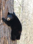 brown Bear Climbing on Tree scene