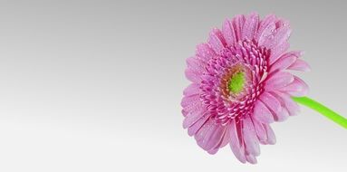 amazing pink Crysantheme