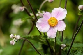 delicate anemone flower