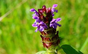 Prunella Vulgaris, self-heal, blooming herb in wild