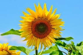 sunflower over bright summer sky