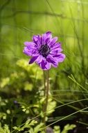 anemone is a kind of buttercup