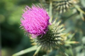 prickly flower