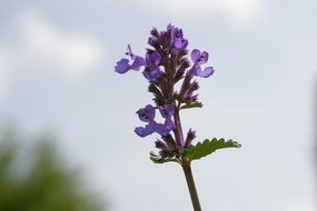 purple mint flowers