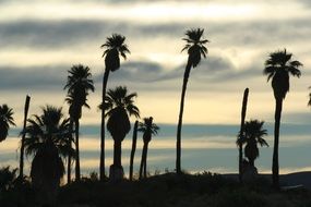 plant silhouettes on sunset background