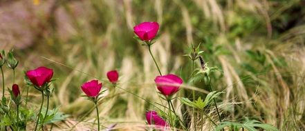 bright pink spring flowers in grass close-up
