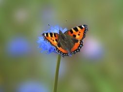 orange striped butterfly on a cornflower