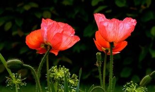 Red poppies in a meadow