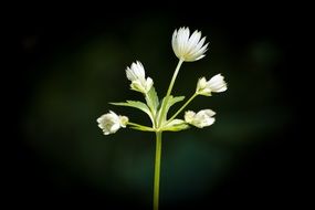Closeup Photo of Forest Flower