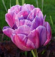pink flower tulip blossom petals