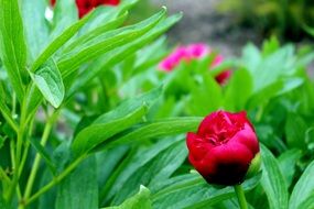 extraordinary beautiful Red- Pink Rose