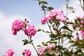 bush with pink roses in the rose garden