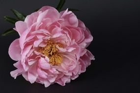 Big Pink Peony Blossom