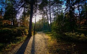 Scenic Autumn Trees