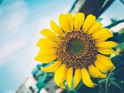 absolutely gorgeous Sunflower