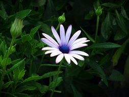 white daisy among green plants