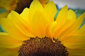 Sunflower on the meadow