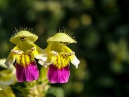 galeopsis speciosa