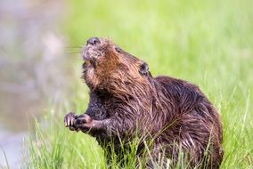 beaver at the pond