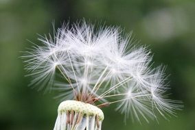 magnificent Dandelion close-up on blurred background