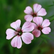pink flowers on blurred green grass background