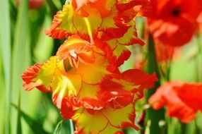 yellow-orange daffodils in a greenhouse in a botanical garden