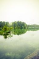 Picture of the calm lake in a forest