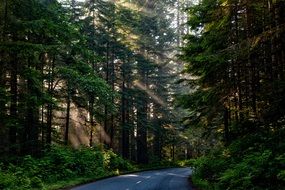 sunbeams in a beautiful forest in California