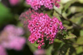pink bush flowers