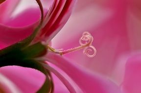 geranium pink stamens