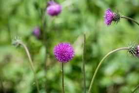 purple Wigs Knapweed Plant macro