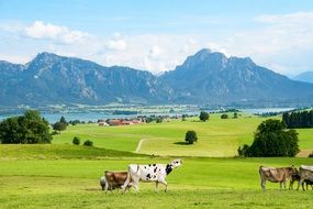 cow pasture mountain view
