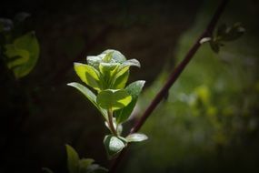 green leaf in the shape of a flower