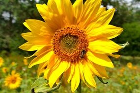 insect on a young yellow sunflower