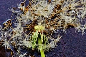 dandelion plant after the rain