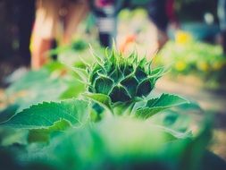 green plant on blurry background